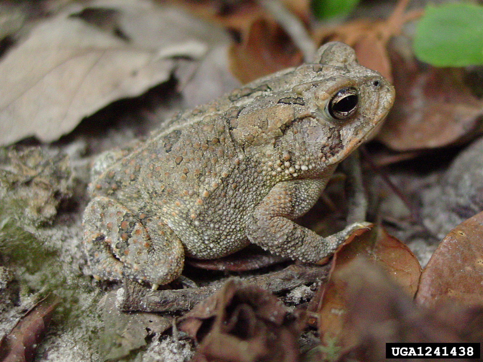 Fowler's toad